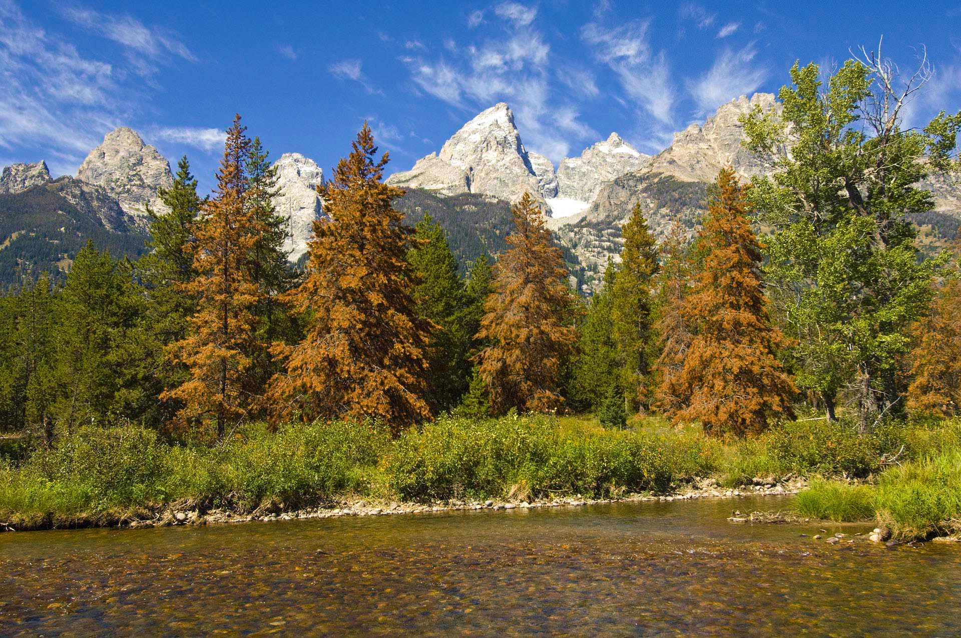 Teton Red